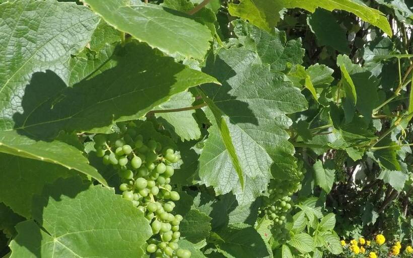 בית מלון כפרי Garni Traube B&b