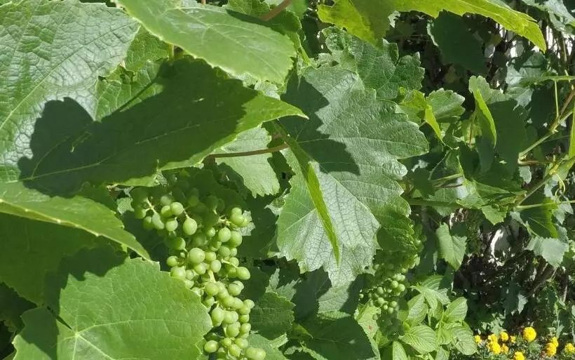 Hotelli Garni Traube B&b