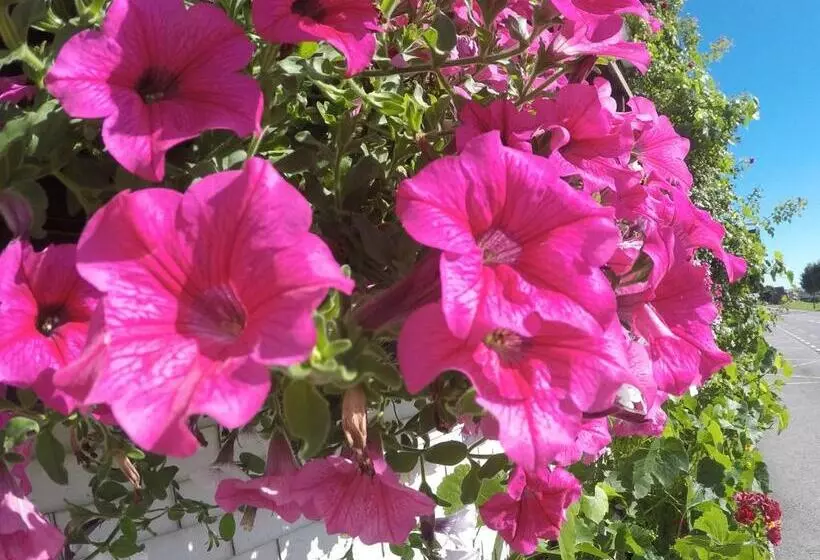 Hotelli Garni Traube B&b