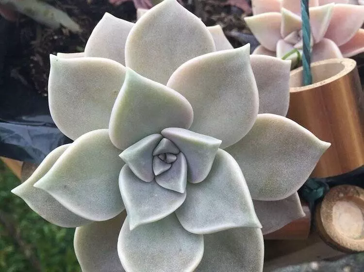 ホテル Portal De Iza