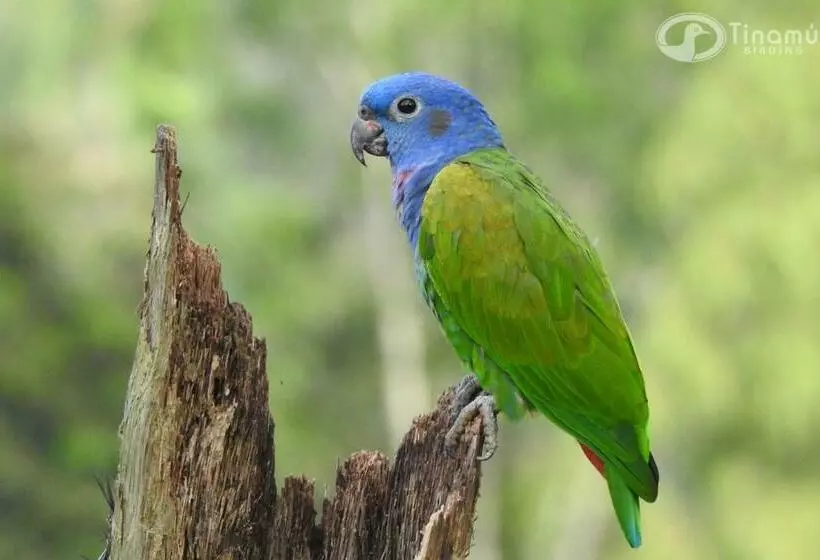 ホテル Tinamu Birding