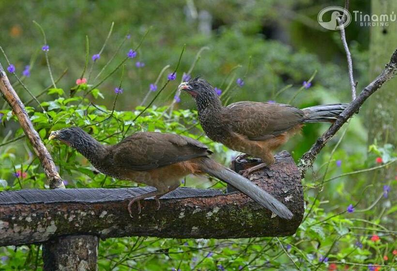 ホテル Tinamu Birding