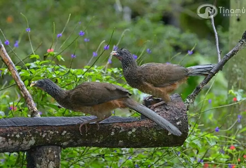 ホテル Tinamu Birding