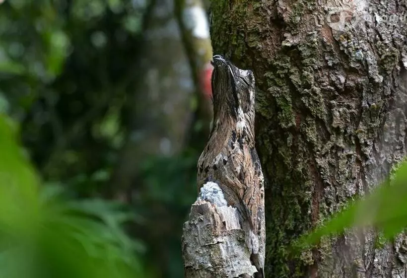 ホテル Tinamu Birding