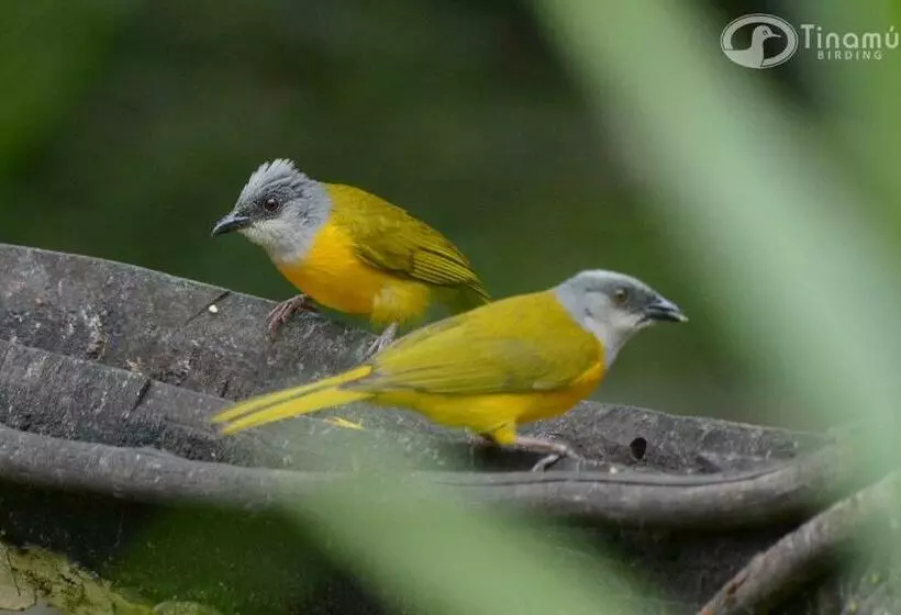 ホテル Tinamu Birding