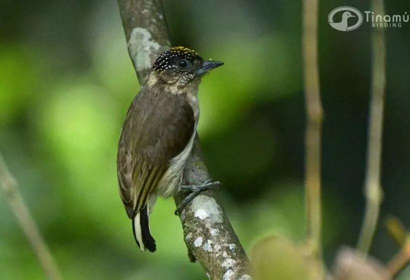 ホテル Tinamu Birding