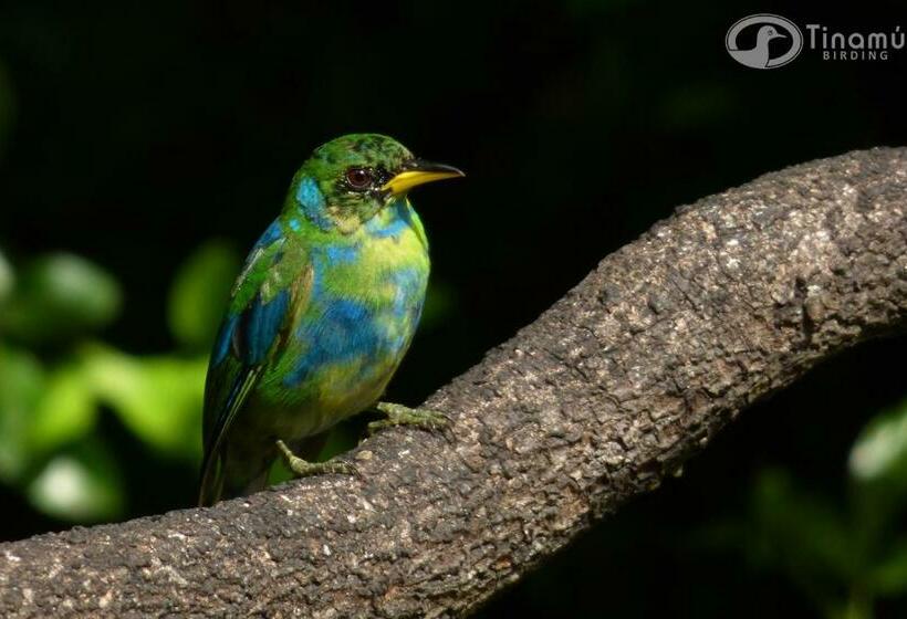 ホテル Tinamu Birding