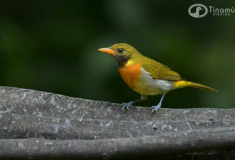 ホテル Tinamu Birding