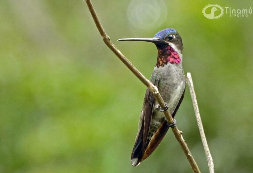 ホテル Tinamu Birding