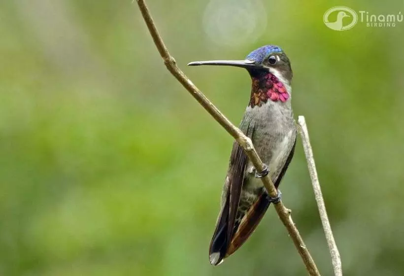 ホテル Tinamu Birding