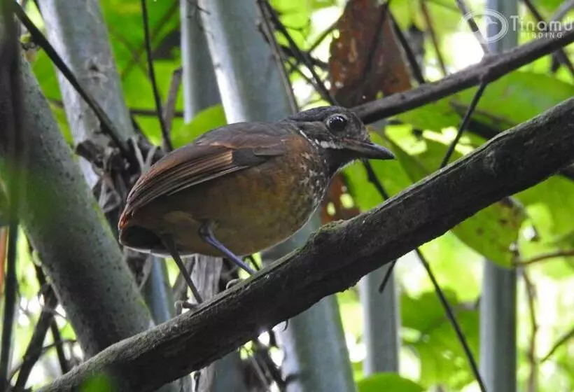 ホテル Tinamu Birding