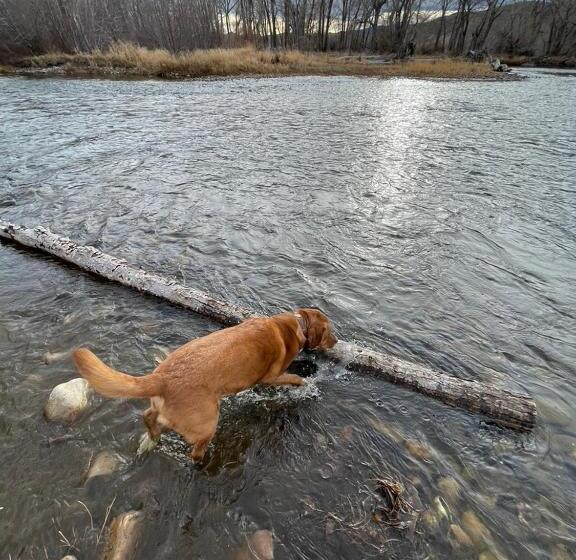 מוטל Sportsman Lodge Melrose Mt