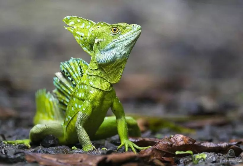 Majatalo Tropical Paradise Bungalows