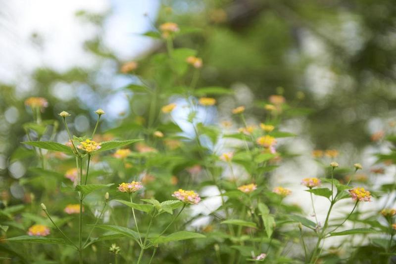 هتل Santi Resort & Spa