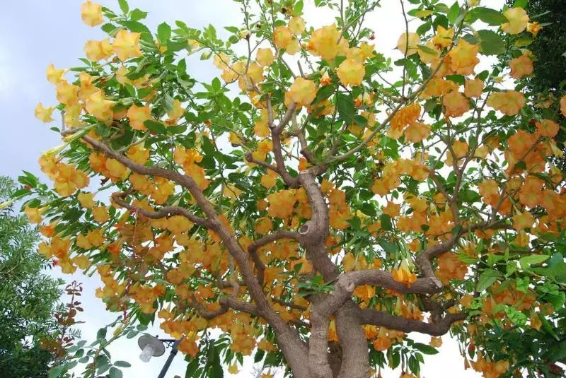 Отель Villa Angela