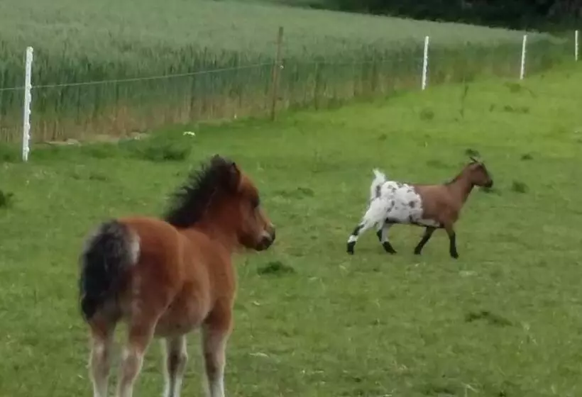 Aamiaismajoitus (B&B) Aux Greniers à Rêves