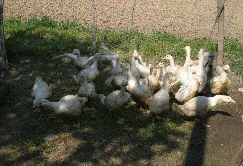 فندق Agriturismo Vecchio Gelso