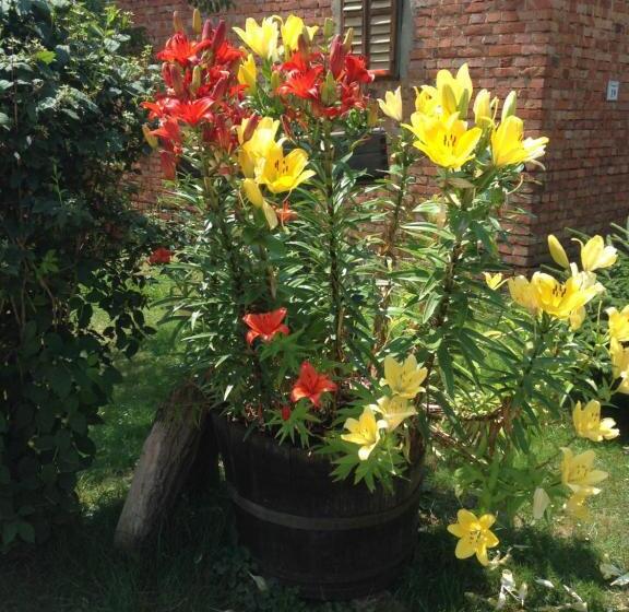 פנסיון Csörgő Vendégházak