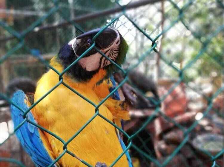 فندق White Peacocks And Birds Resort