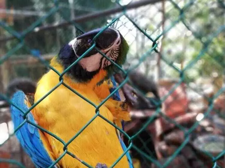 ホテル White Peacocks And Birds Resort