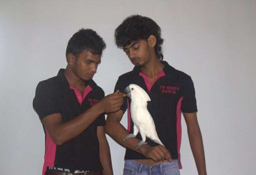 فندق White Peacocks And Birds Resort