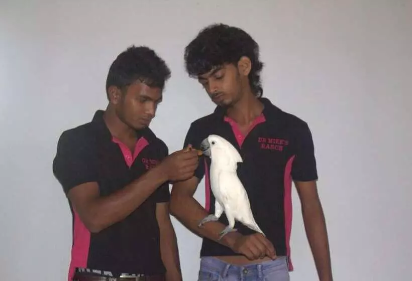 ホテル White Peacocks And Birds Resort