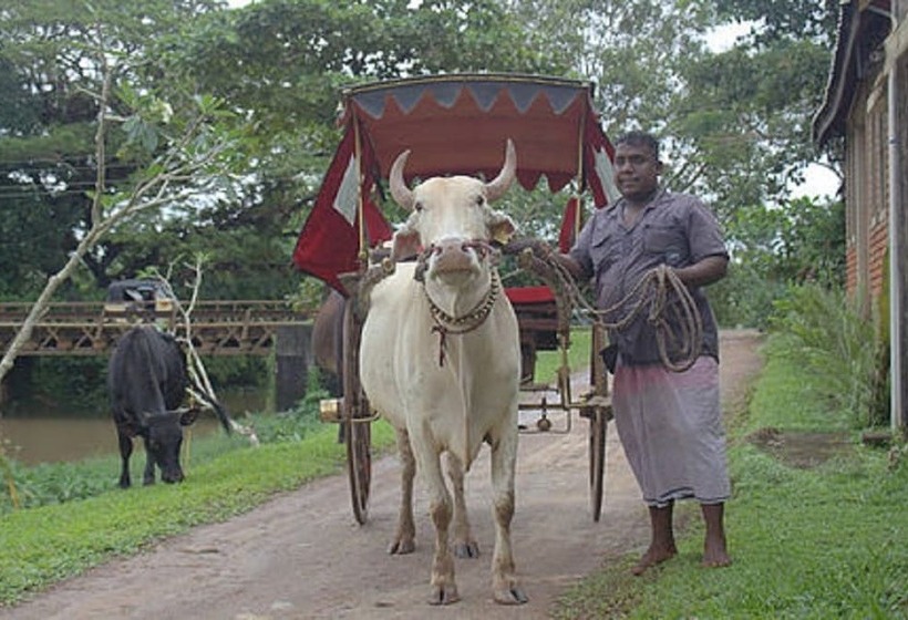فندق White Peacocks And Birds Resort