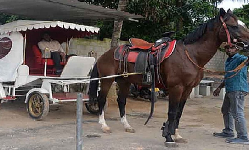فندق White Peacocks And Birds Resort
