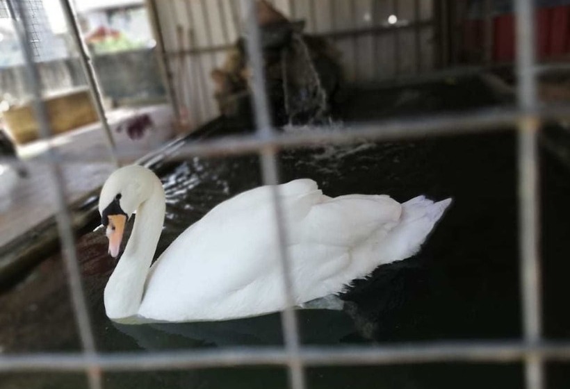 فندق White Peacocks And Birds Resort