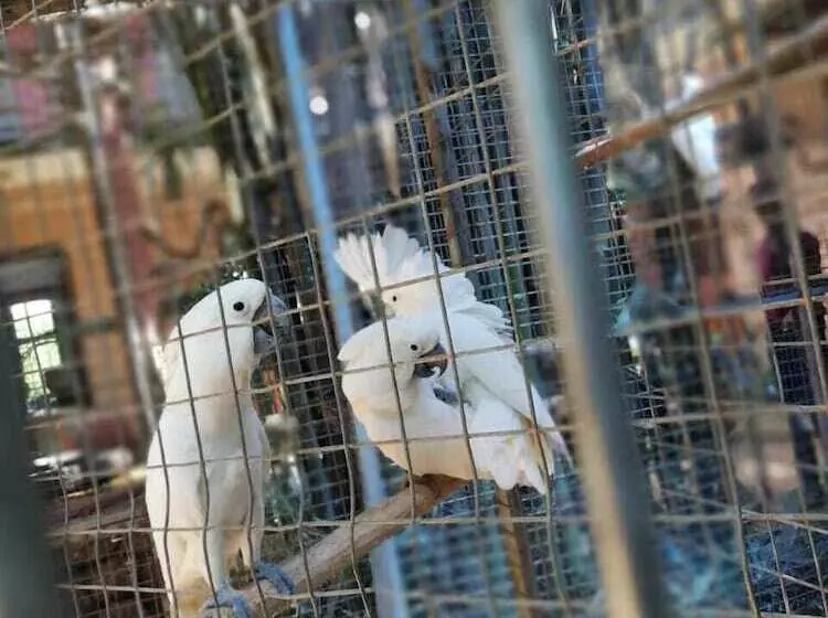 ホテル White Peacocks And Birds Resort