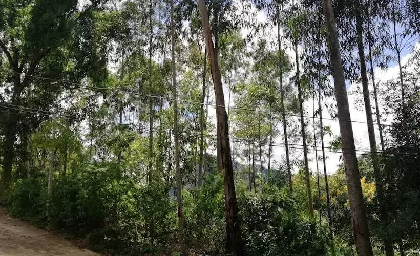 ペンション Ella Forest Eco View