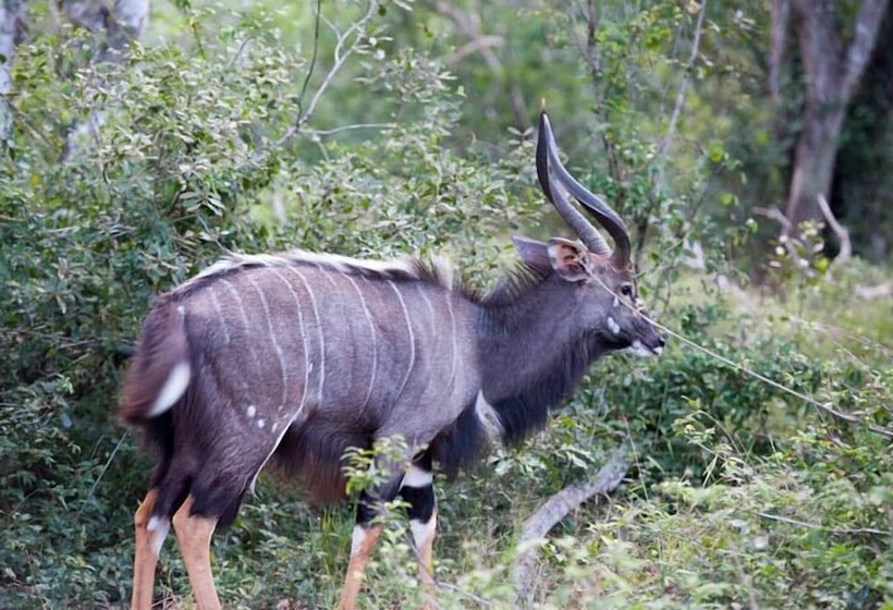 호텔 Tembe Elephant Park Lodge