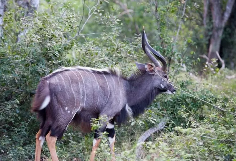 Hotelli Tembe Elephant Park Lodge