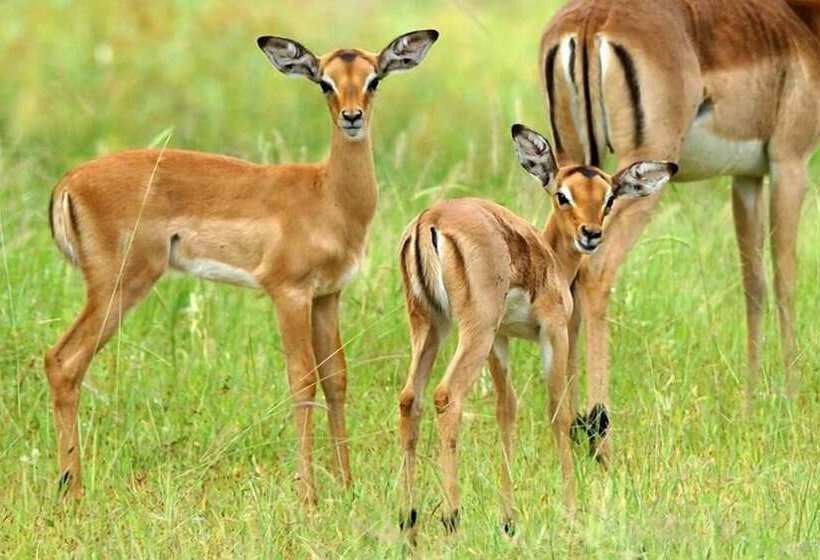 호텔 Tembe Elephant Park Lodge