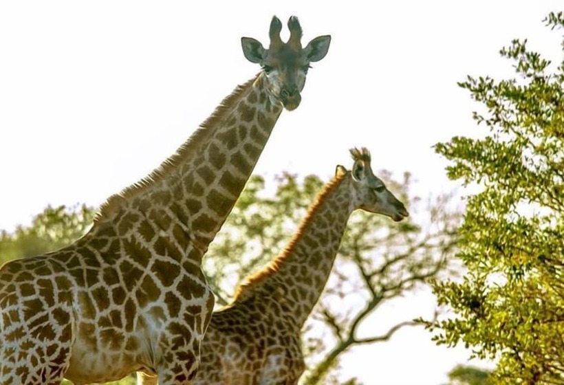 호텔 Tembe Elephant Park Lodge