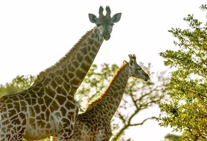 Hotelli Tembe Elephant Park Lodge