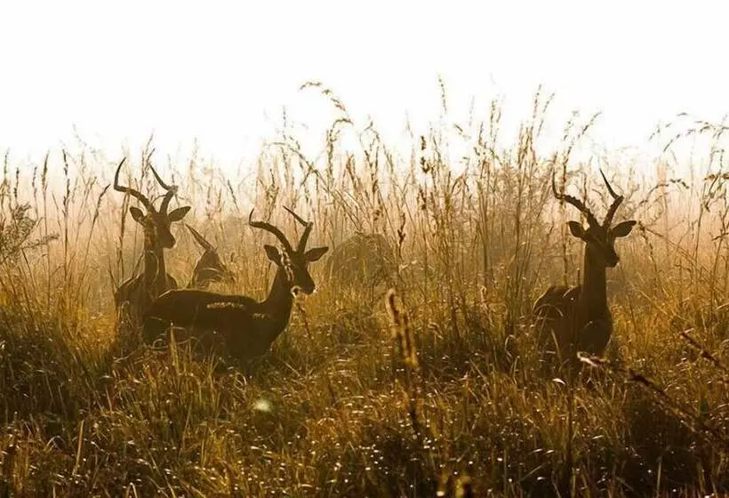 Hotelli Tembe Elephant Park Lodge
