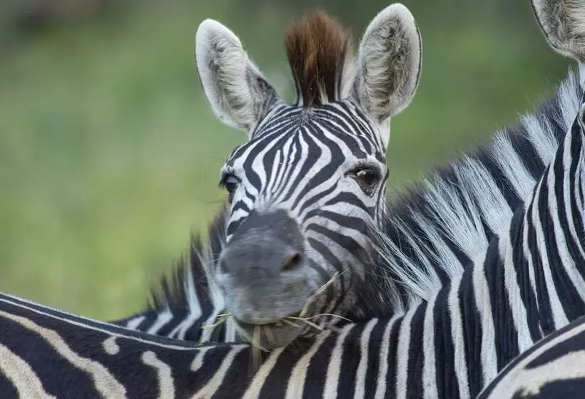 Hotelli Tembe Elephant Park Lodge