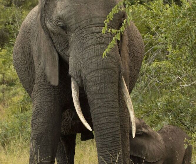 호텔 Tembe Elephant Park Lodge