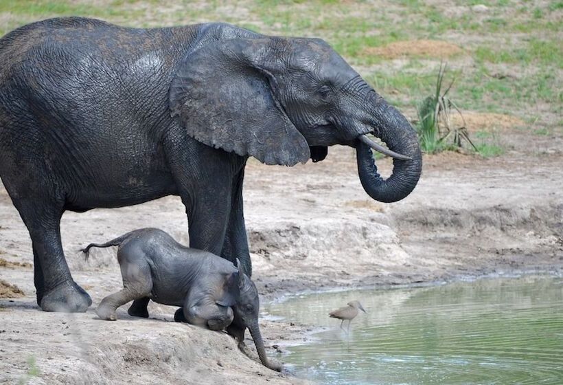 호텔 Tembe Elephant Park Lodge