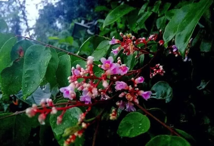 Majatalo Lion Nature