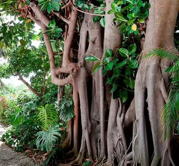 Отель Vila Vicência