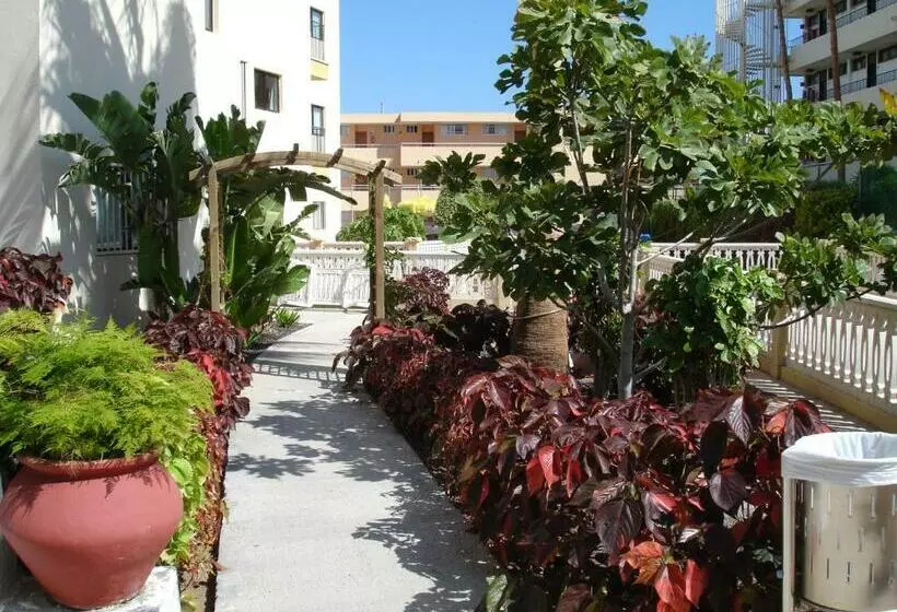 Los Ficus