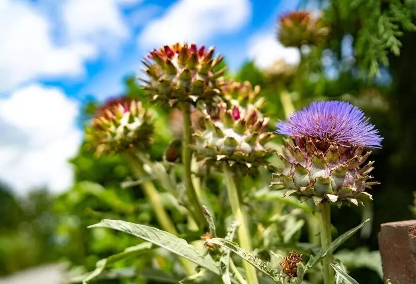 Aamiaismajoitus (B&B) Higher Farm