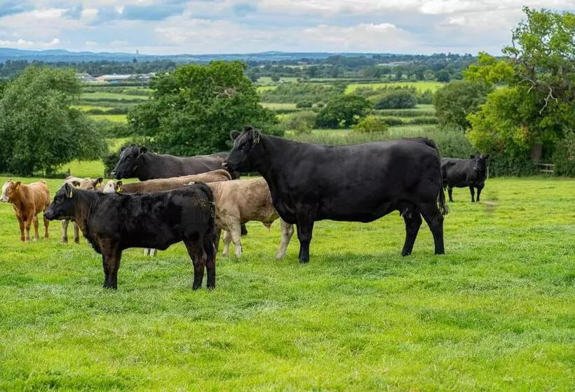 Aamiaismajoitus (B&B) Higher Farm