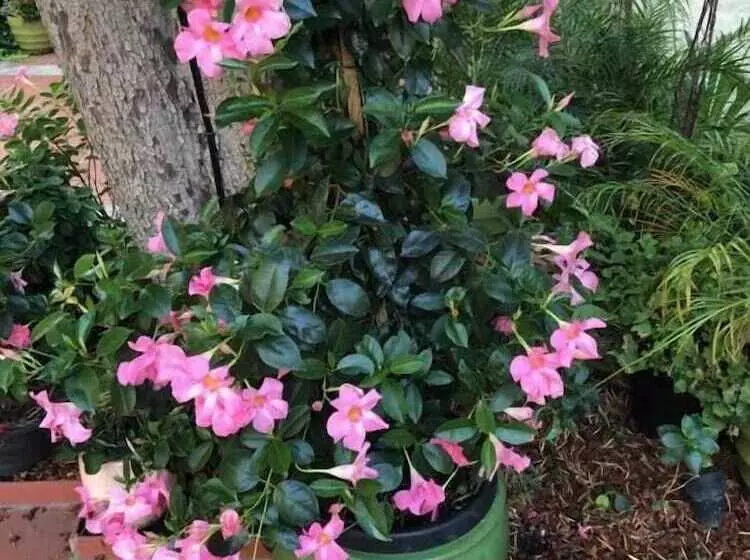 ペンション Beverly Hills Celebrity Home