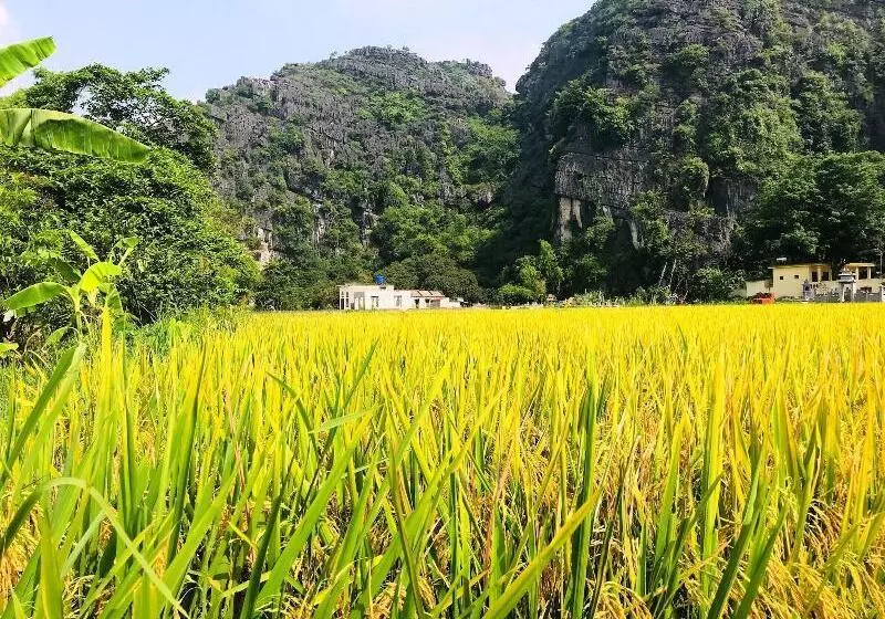 پانسیون Ninh Binh Greenland Homestay