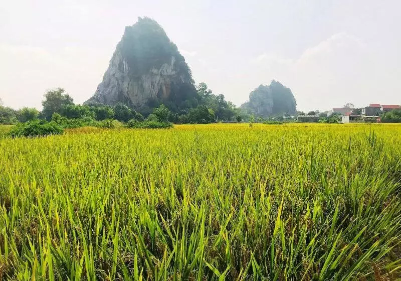 پانسیون Ninh Binh Greenland Homestay