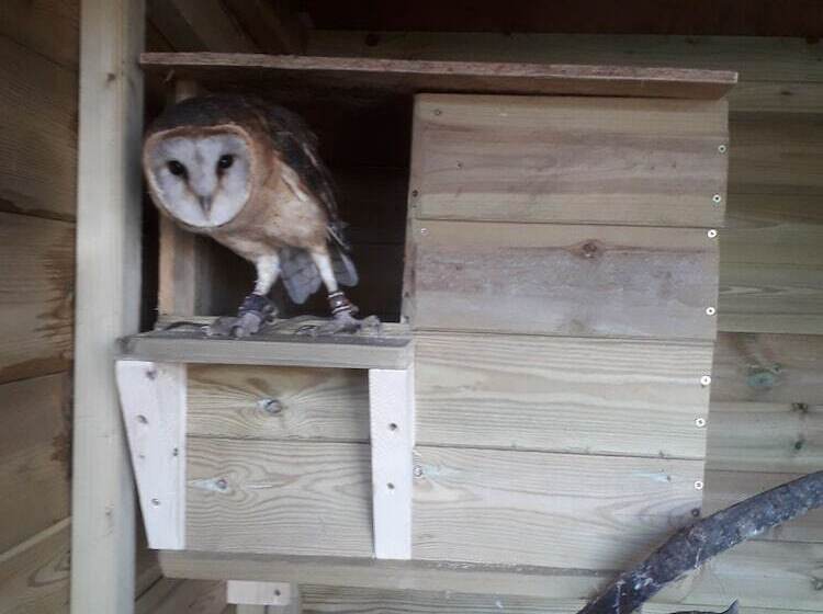 Rosie Traditional Gypsy Wagon