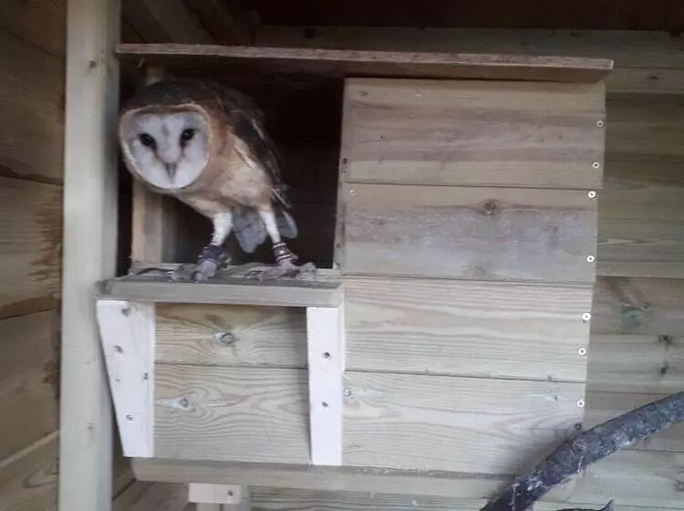 Rosie Traditional Gypsy Wagon